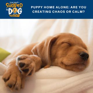 Puppy Home Alone: Are You Creating Chaos or Calm? #98