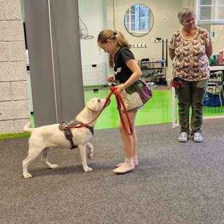 55 - Kan barn trene hund?