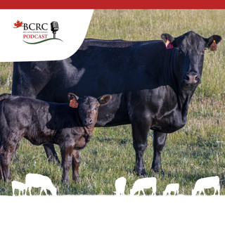 Episode 96: What Canadian Beef Producers Are (and Aren't) Adopting