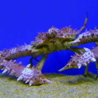 Facts: The Strong Elbow Crab