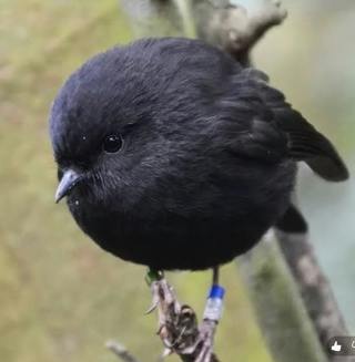 One Female Left: The Incredible Survival of New Zealand’s Black Robin