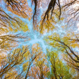 Breathing Earth ~ Natural Sound Meditation For Nervous System Healing