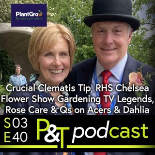 Crucial Clematis Tip, RHS Chelsea Flower Show Gardening TV Legends, Rose Care & Questions on Acers & Dahlia