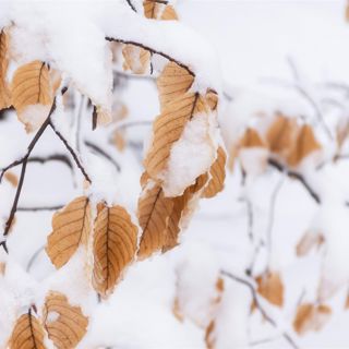 Snow and Rain on Leaves - 10 Hours Sleep Sound