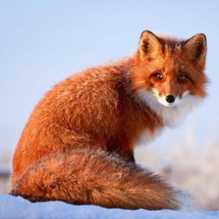 Eurooppalainen kansalaisaloite: ”Eurooppa ilman turkiksia”