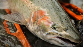We're Heading Michigan Steelhead Fishing!