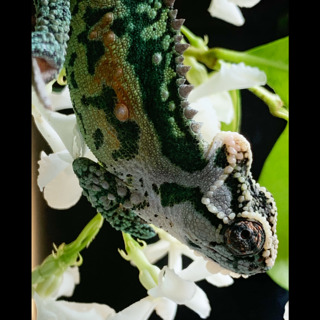 119 Do Chameleons Make Good Pets?