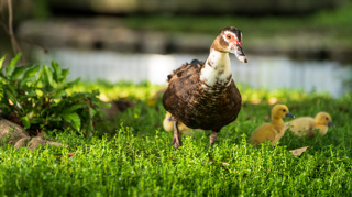 Ep. 148 How to Raise Ducks
