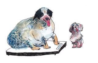 Övervikt och fetma hos hund [Lyssnarfrågor]
