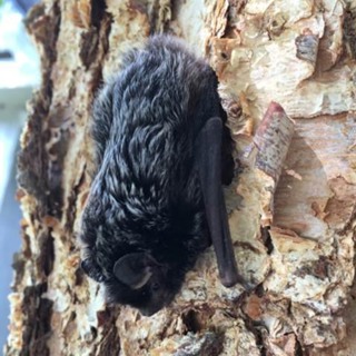 Idaho sees slight increase in rabid bats