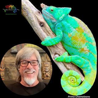 Advanced Parson's Chameleon Husbandry with Craig Durbin