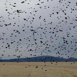 Bonus! Red-winged Blackbirds at Lower Klamath National Wildlife Refuge
