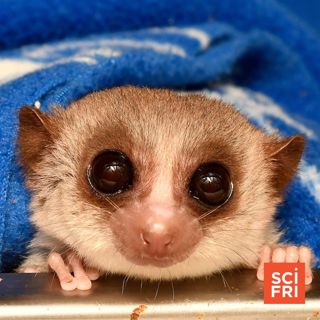 AI Word Choice | When Dwarf Lemurs Hibernate, Their Chromosomes Do Something Odd