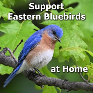 Simple Ways to Help Eastern Bluebirds