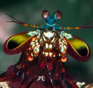 The Mantis Shrimp’s Secret Superpowers (Classic)