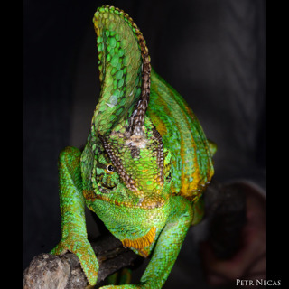 92: Veiled Chameleon Feeding