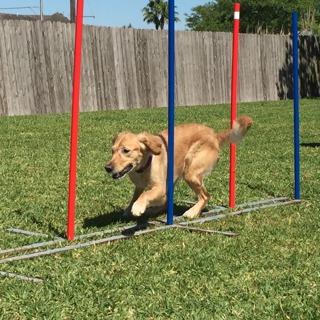 160: How to Work Through Mistakes in Your Agility Training