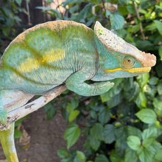Parson's Chameleon Outdoor Keeping with James Cross