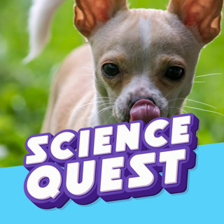 The Chihuahua Discovery: How Tiny Lap Dogs Carry Wild Coyote DNA 🐕🐺
