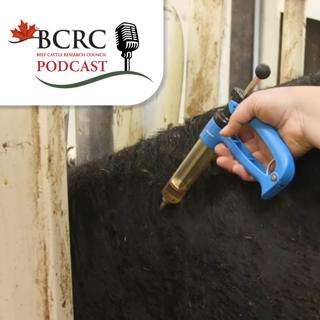 Episode 138: Injection Best Practices for Beef Cattle