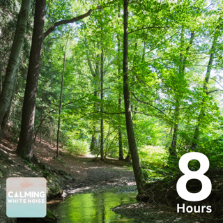 Relaxing Sound of Birds Chirping in the Forest (8 Hours) | Nature Sounds to Fall Asleep