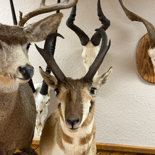 Pronghorn Antelope Rifles and Cartridges