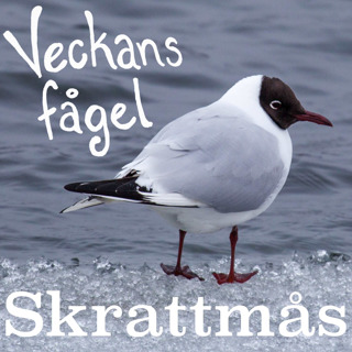 Skrattmås