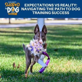 Expectations Vs Reality: Navigating The Path To Dog Training Success #250