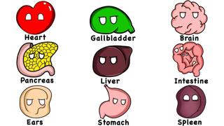 Every Human Organ Explained in 11 Minutes | The Analyst