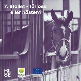 Stallet – för oss eller för hästen?