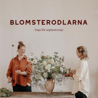 Dags för utplantering!