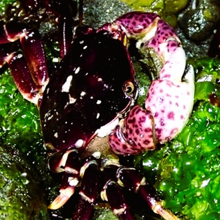 Facts: The Purple Shore Crab