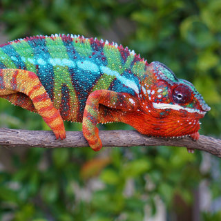 Choosing Your Panther Chameleon