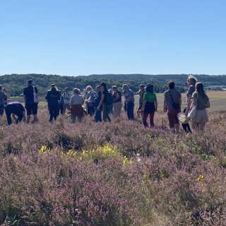 Forskare samlas på västsvenska ljunghedar – och fjärilar på Nybrofältet i Skåne