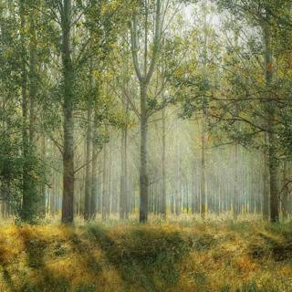 😴🍂🎵 DEEP Relaxation through the SOUND of the FOREST combined with CALM Music
