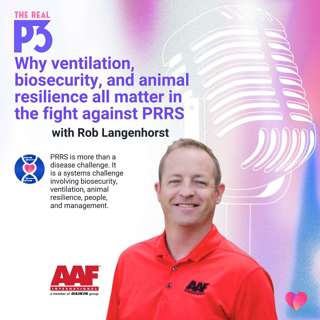 Why ventilation, biosecurity, and animal resilience all matter in the fight against PRRS