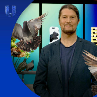 432. Waarom gaan vogels in de stad vaker vreemd?