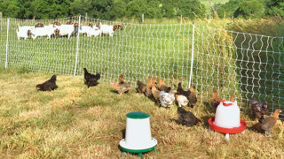 Ep. 62 Polyface Rotational Farming