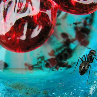 Chasing Bugs