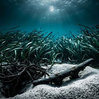 The Victoria Sea-Grass Tangle-Stasis
