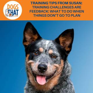 Training Tips From Susan: Training Challenges Are Feedback: What to Do When Things Don't Go To Plan
