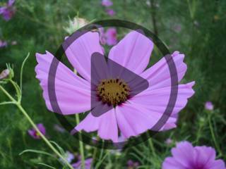 Audio Article: Learning with Seeds, Engaging Young Minds
