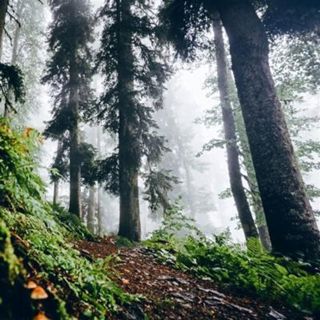 Windy Forest Frogs and Crickets - 10 Hours Sleep Sound