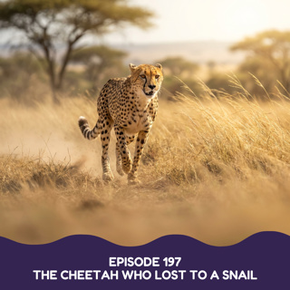 The Cheetah Who Lost to a Snail
