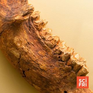 Ancient Bone Proteins May Offer Insight On Megafauna Extinction