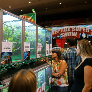 118: Reptile Shows & Chameleons