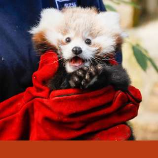 Red Panda Death Sparks Regulation Call, King Charles Celebrates Charity Centenary, UK Pension Reform Unlocks Investment, Turkish Man Arrested for Smuggling, and more...