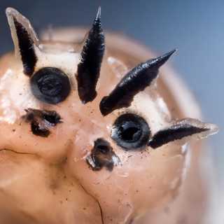 Insekter i plåt och insekter i extrem närbild