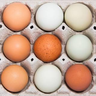 Best Egg Layers: Top Hybrid & Heritage Breeds