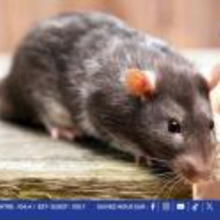 Leptospirose : une septuagénaire succombe à la maladie, le bilan passe à 7 décès depuis le début de l’année